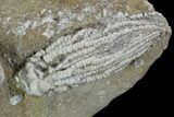 Crinoid Plate With Four Species - Crawfordsville #94804-2